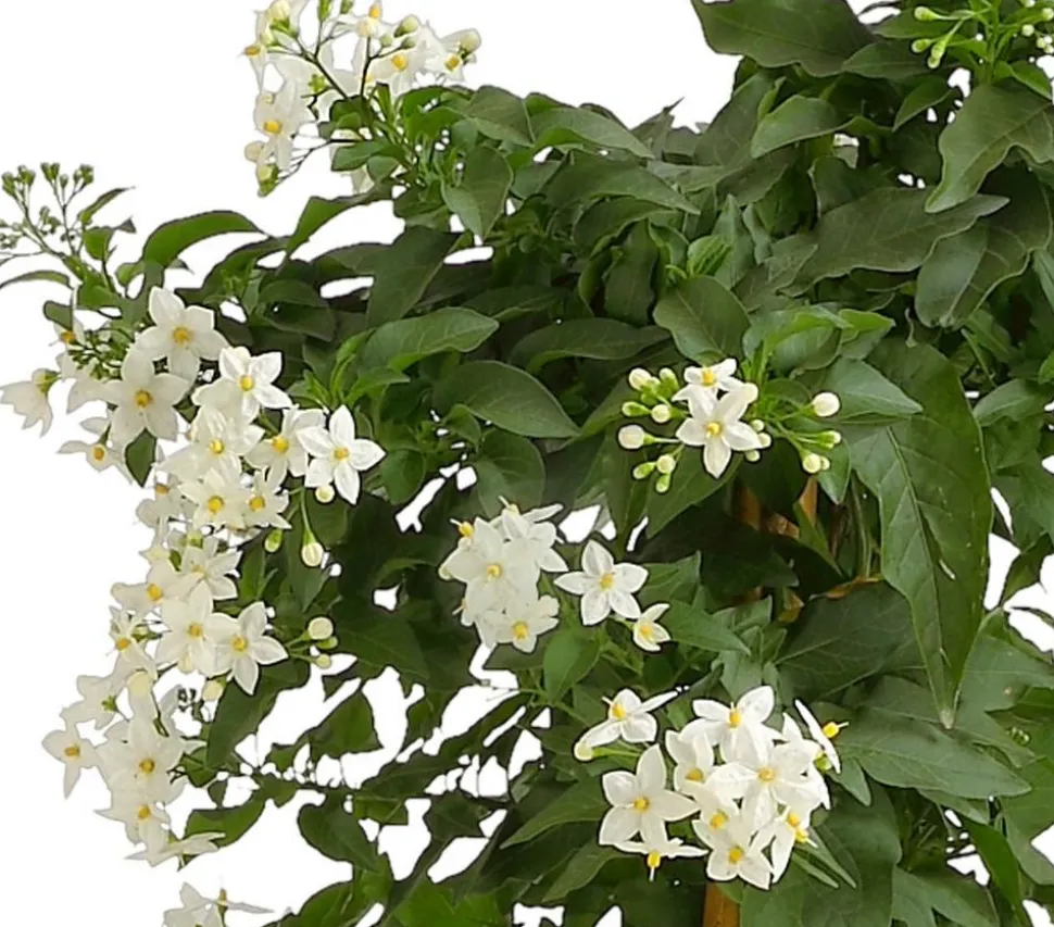 Jasminblütiger Nachtschatten, Säule