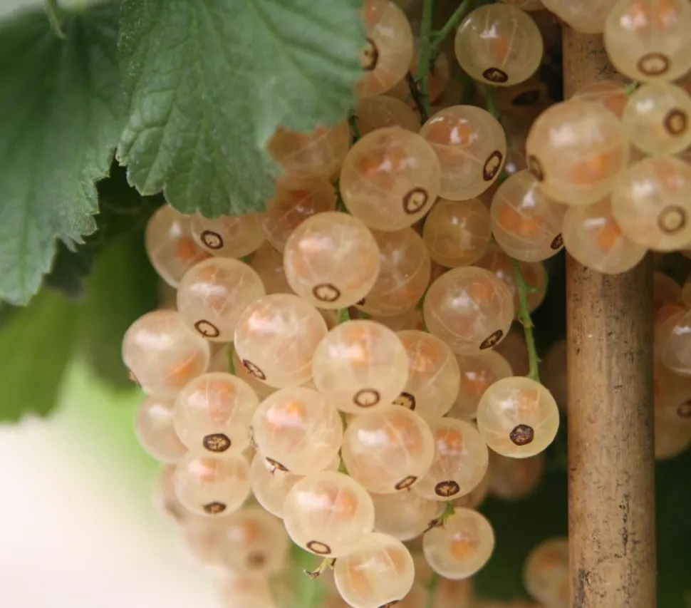 Johannisbeere 'Weiße Versailler'