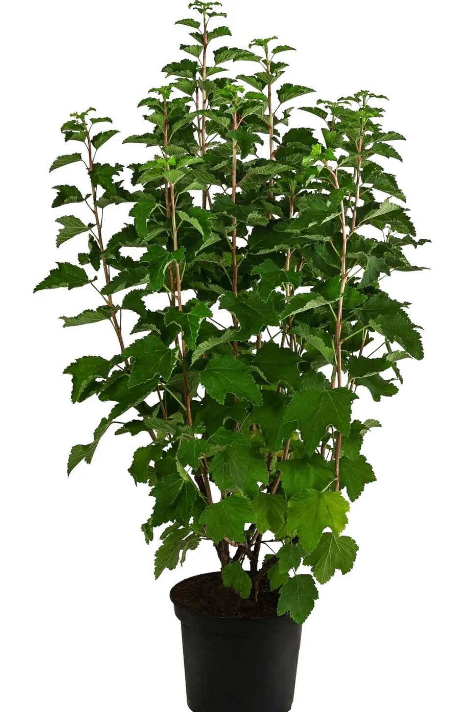 Johannisbeere 'Weiße Versailler'