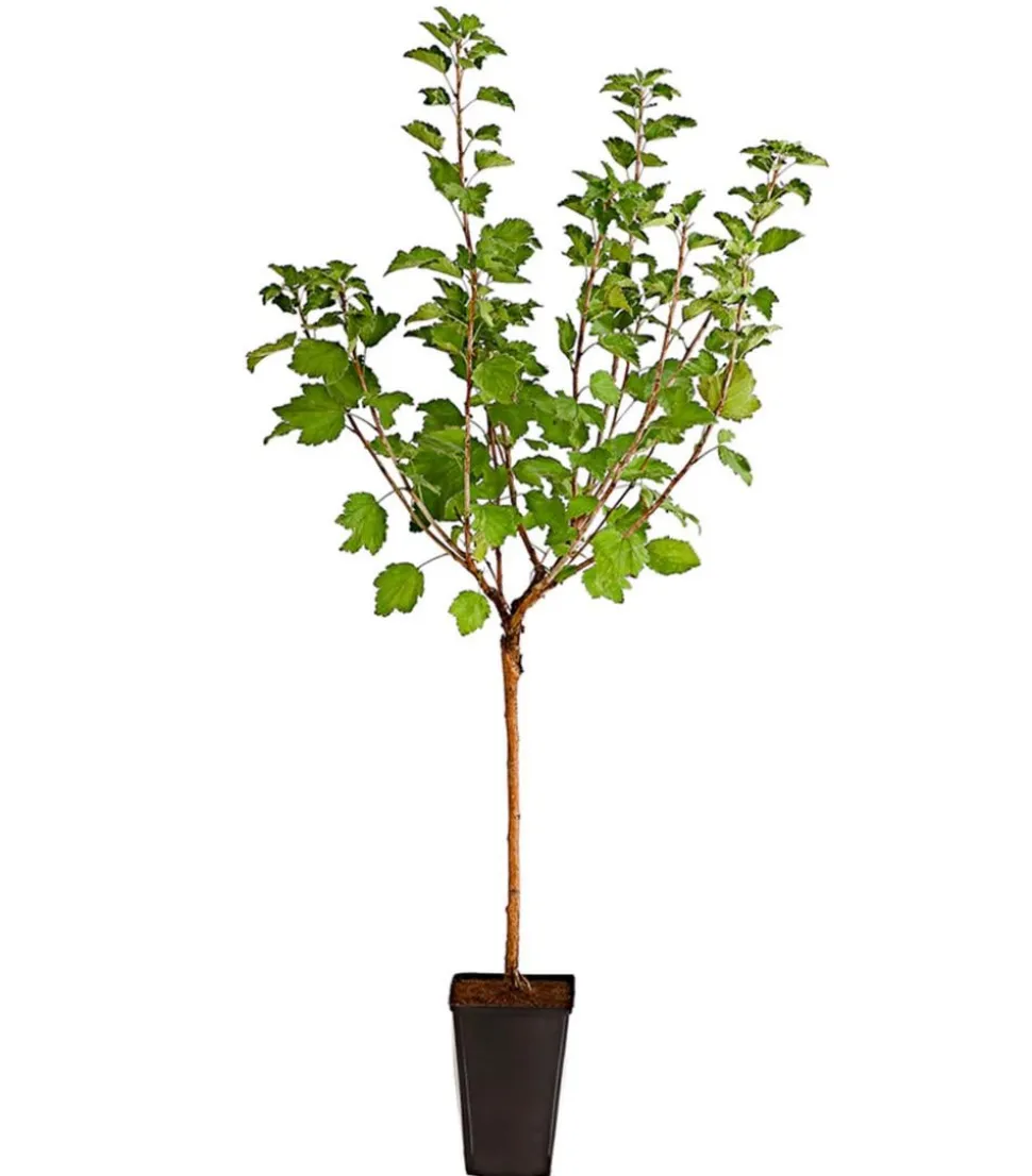 Johannisbeere 'Weiße Versailler'