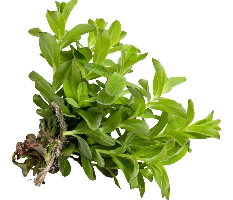 Johanniskraut