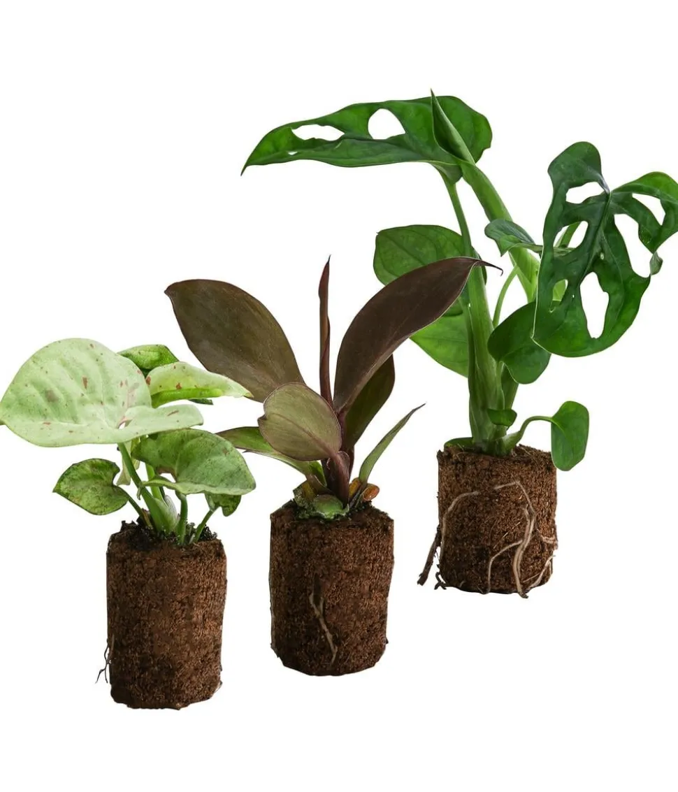 Jungpflanzen-Set Dschungel, 3-teilig