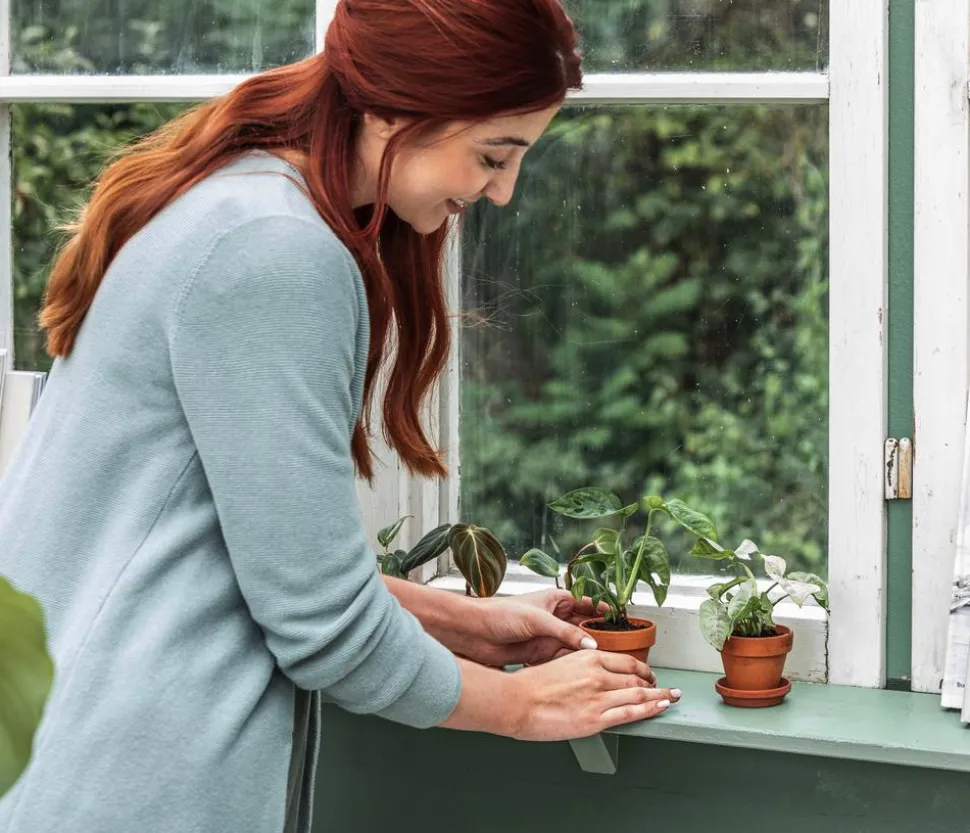 Jungpflanzen-Set Philodendron, 3-teilig