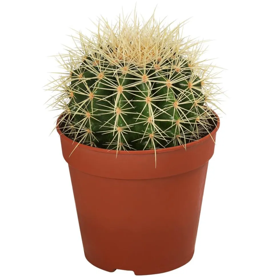 Kakteen-Set - Cactaceae, verschiedene Sorten, 3-teilig