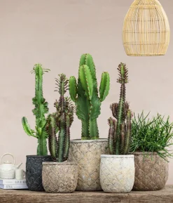 Kaktus-Wolfsmilch - Euphorbia ingens