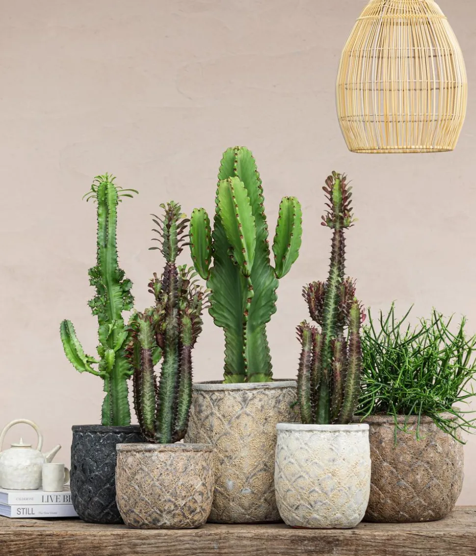 Kaktus-Wolfsmilch - Euphorbia ingens