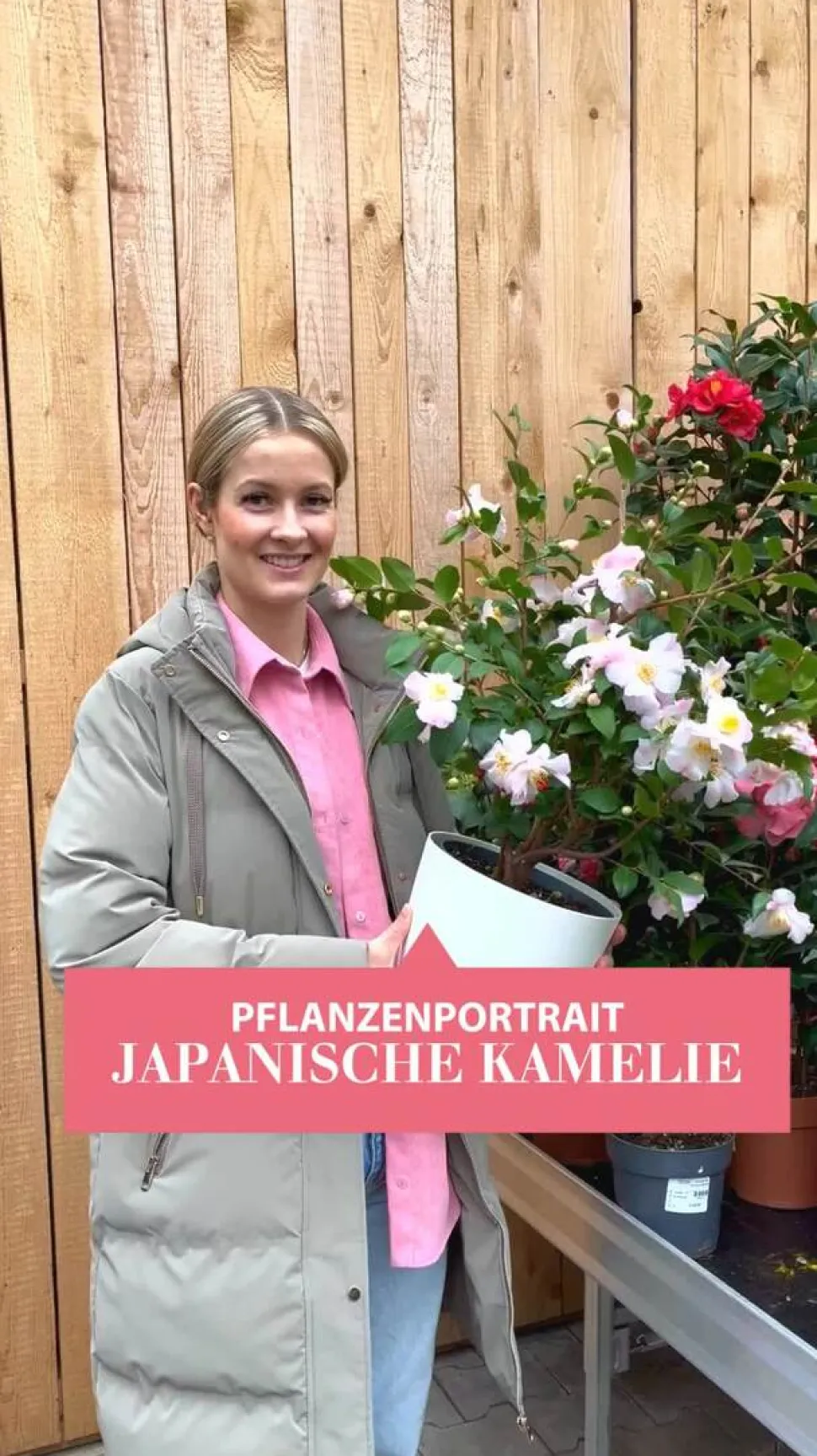 Kamelie, 3l