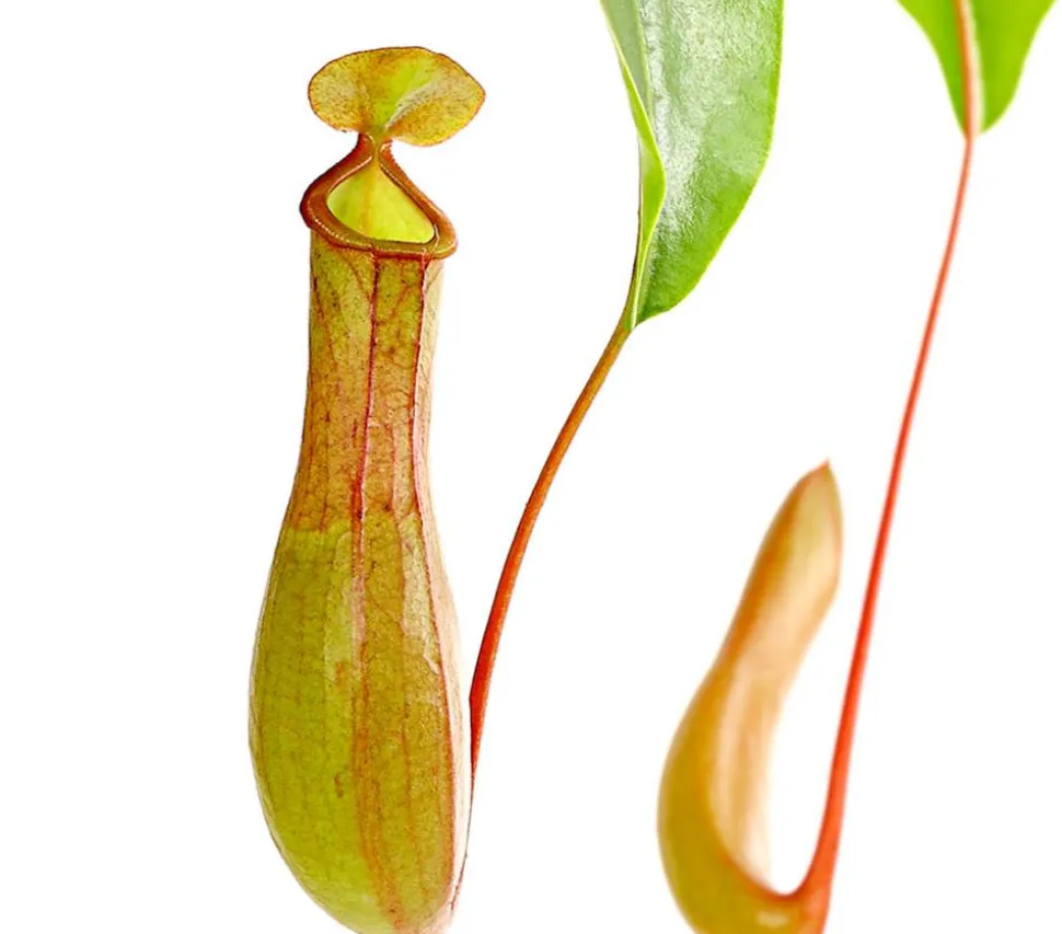 Kannenpflanze - Nepenthes alata, Ampel
