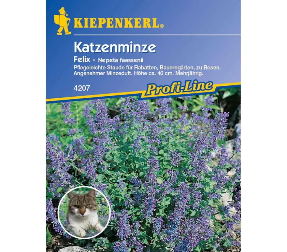 Katzenminze Felix, Saatgut von Kiepenkerl