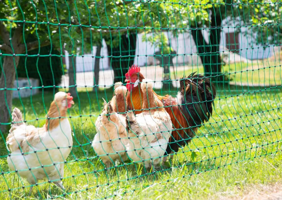 KERBL Geflügelnetz PoultryNet Doppelspitze, elektrifizierbar