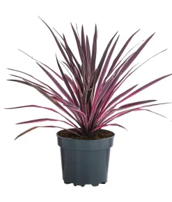 Keulenlilie 'Paso Doble'