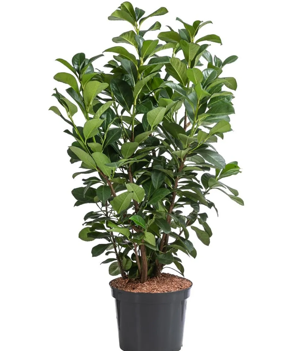 Kirschlorbeer 'Etna'