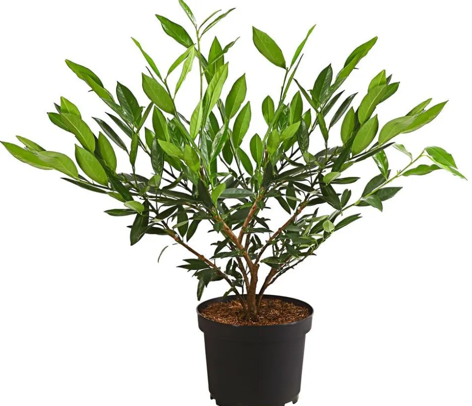 Kirschlorbeer 'Otto Luyken'