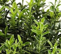 Kleinblättriger Spindelstrauch 'Microphyllus Albovariegatus'