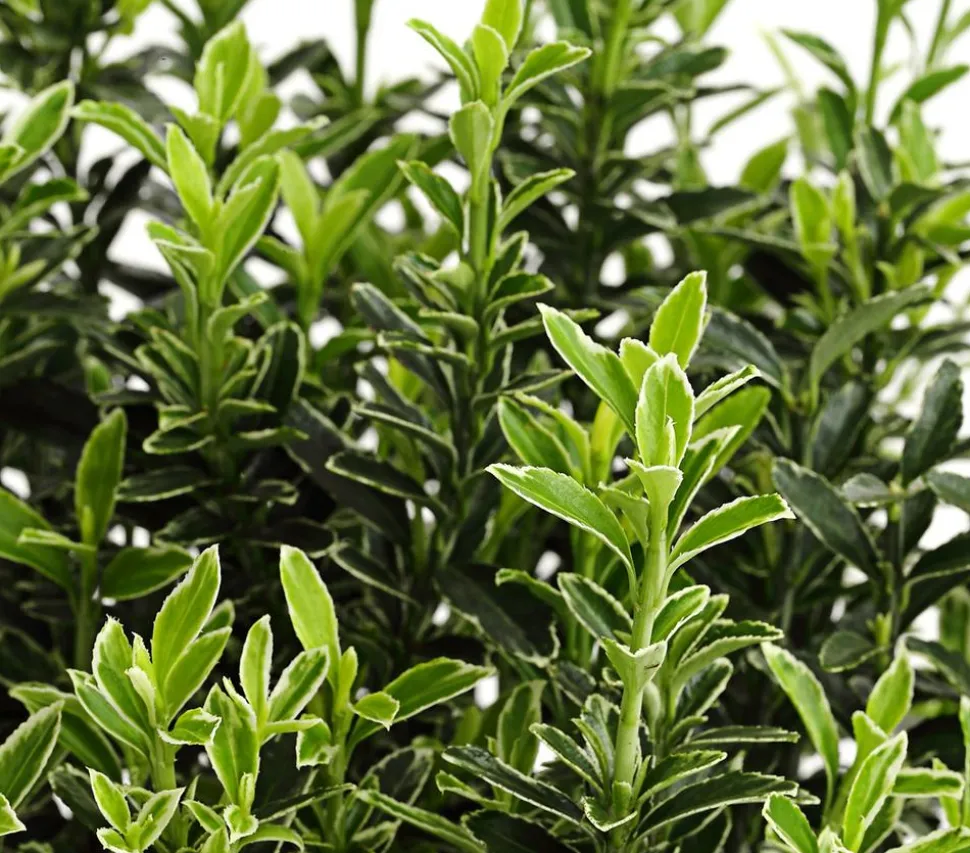 Kleinblättriger Spindelstrauch 'Microphyllus Albovariegatus'