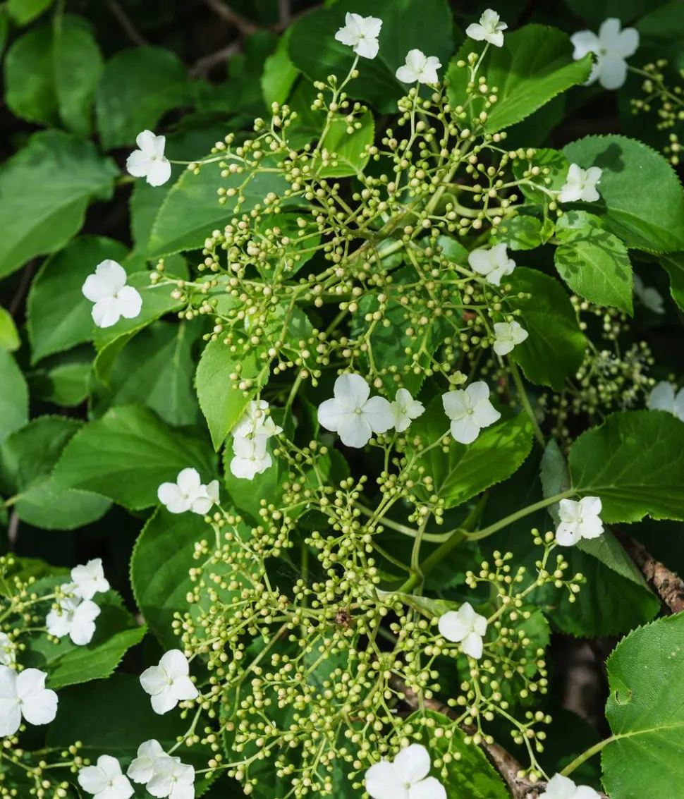 Kletter-Hortensie