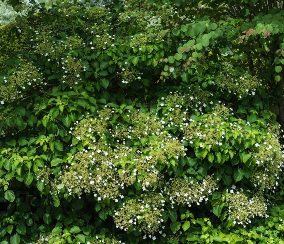 Kletter-Hortensie