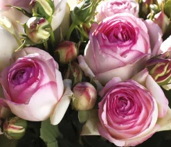 Kletterrose 'Eden Rose®'