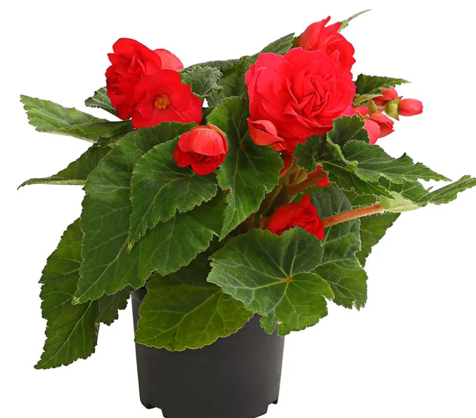Knollenbegonie, verschiedene Farben