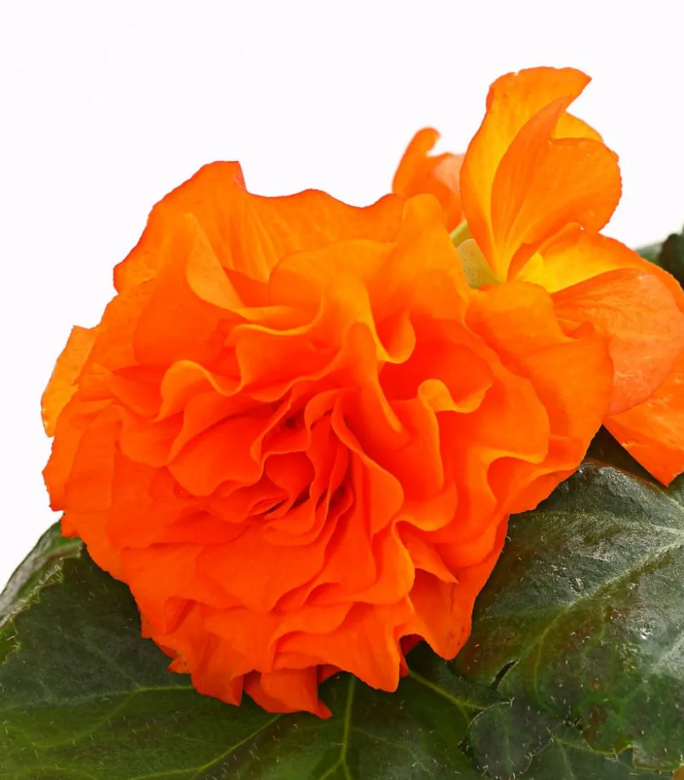 Knollenbegonie, verschiedene Farben
