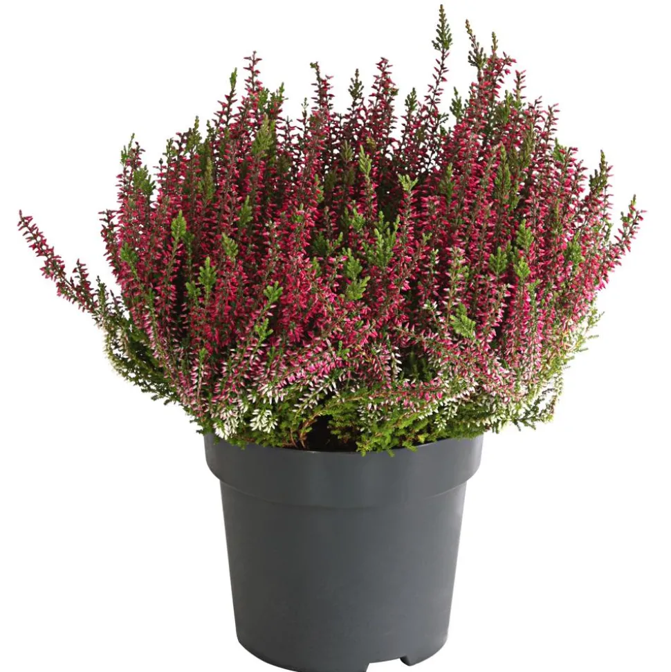Knospenheide, verschiedene Farben
