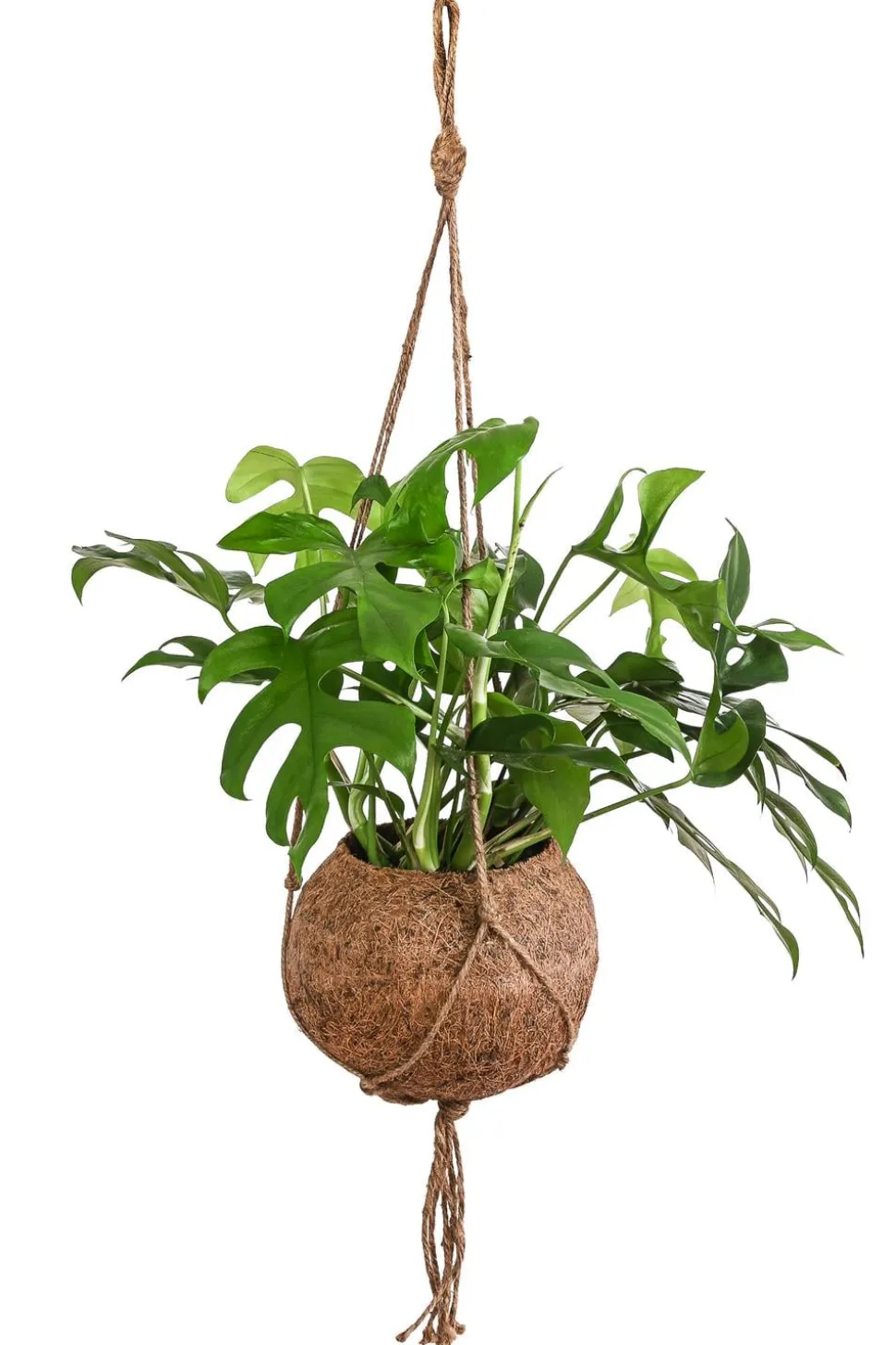Kokodama-Ampel Fensterblatt - Monstera minima/Rhaphidophora tetrasperma