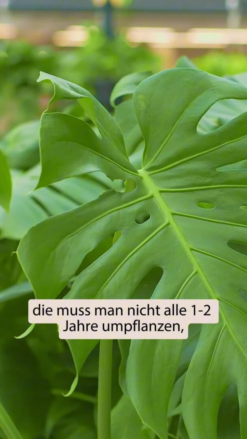 Kokodama-Ampel Fensterblatt - Monstera minima/Rhaphidophora tetrasperma