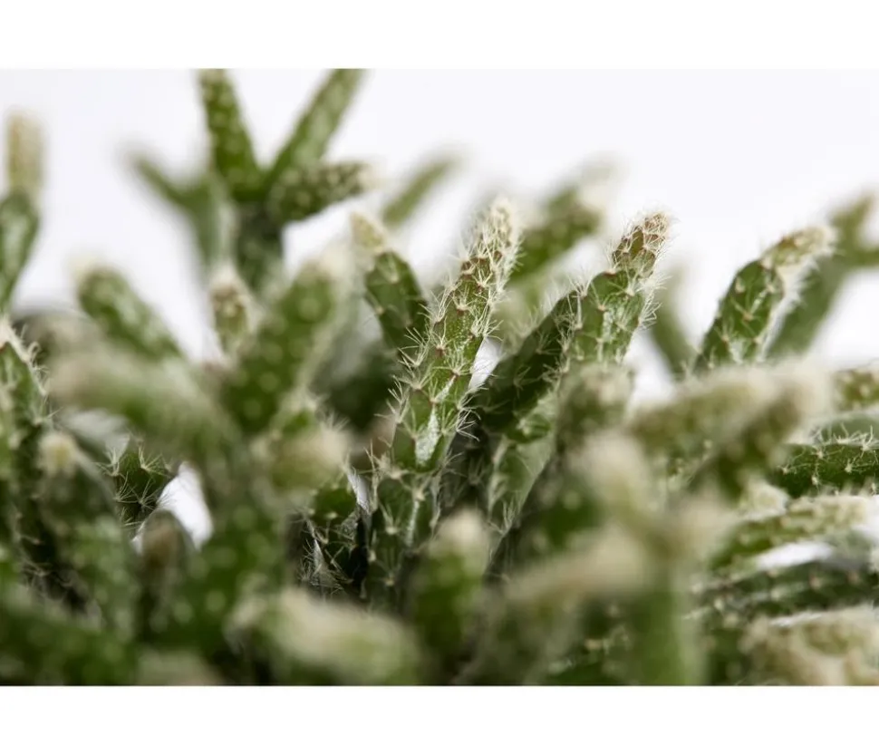 Korallenkaktus - Rhipsalis cassutha, verschiedene Sorten