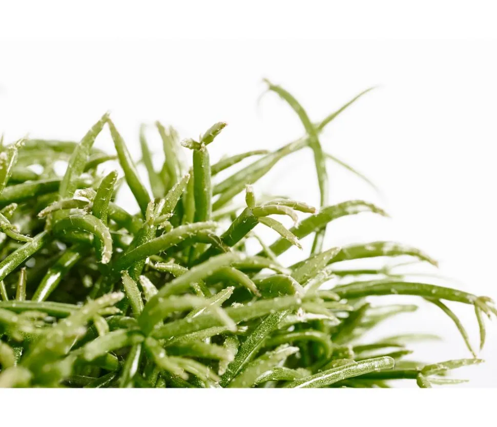Korallenkaktus - Rhipsalis cassutha, verschiedene Sorten
