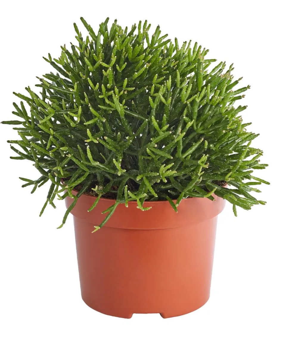 Korallenkaktus - Rhipsalis cassutha, verschiedene Sorten