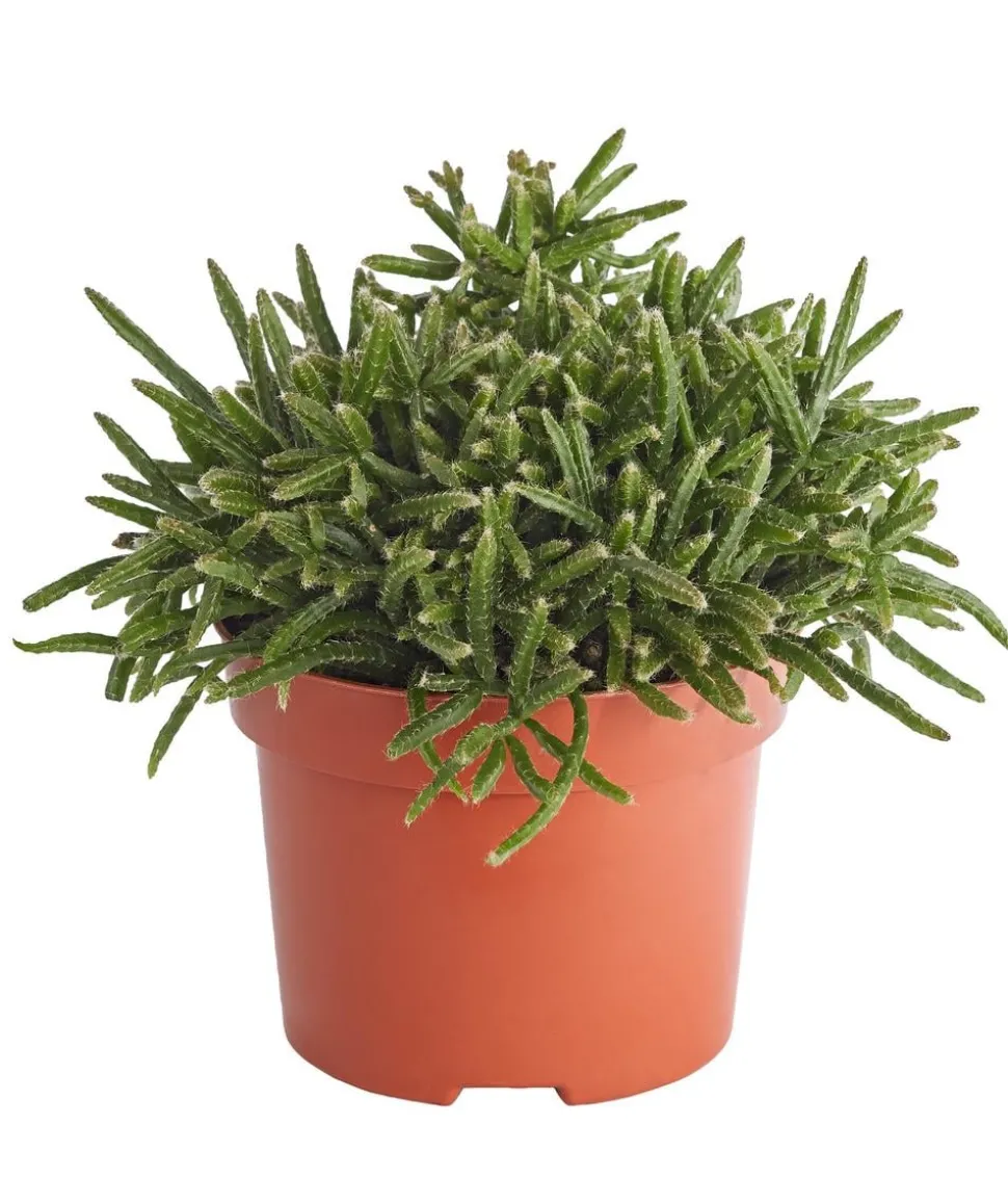 Korallenkaktus - Rhipsalis cassutha, verschiedene Sorten