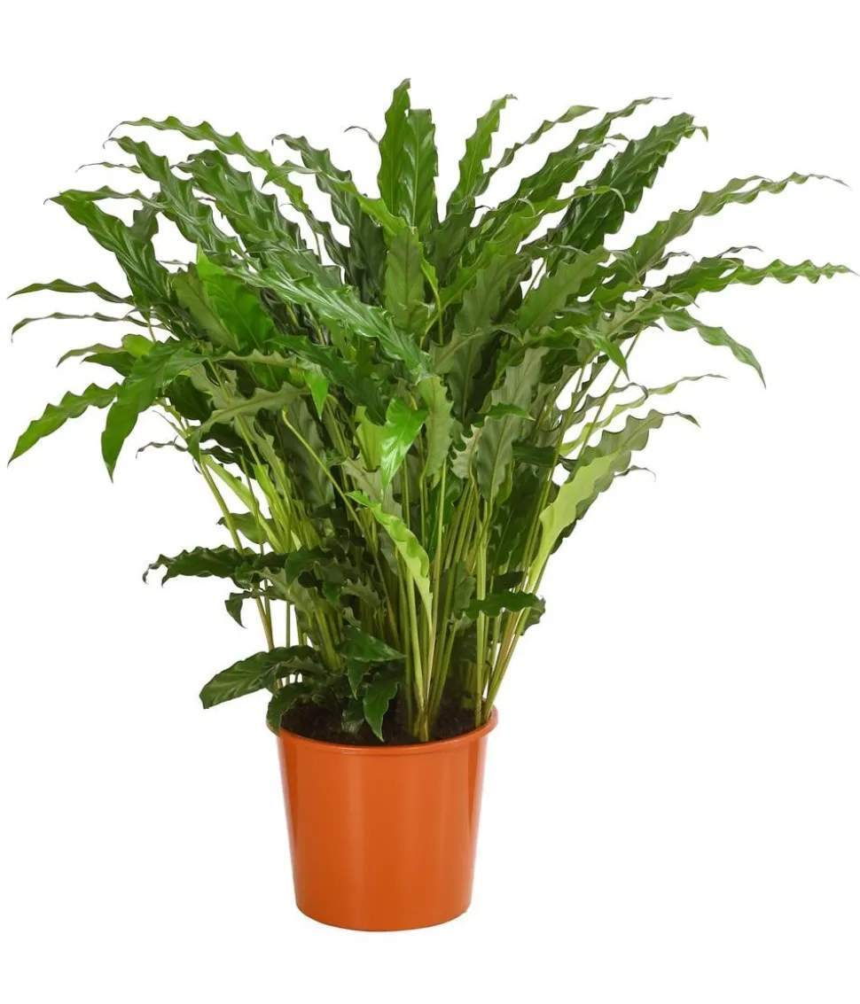 Korbmarante - Calathea 'Bluegrass'