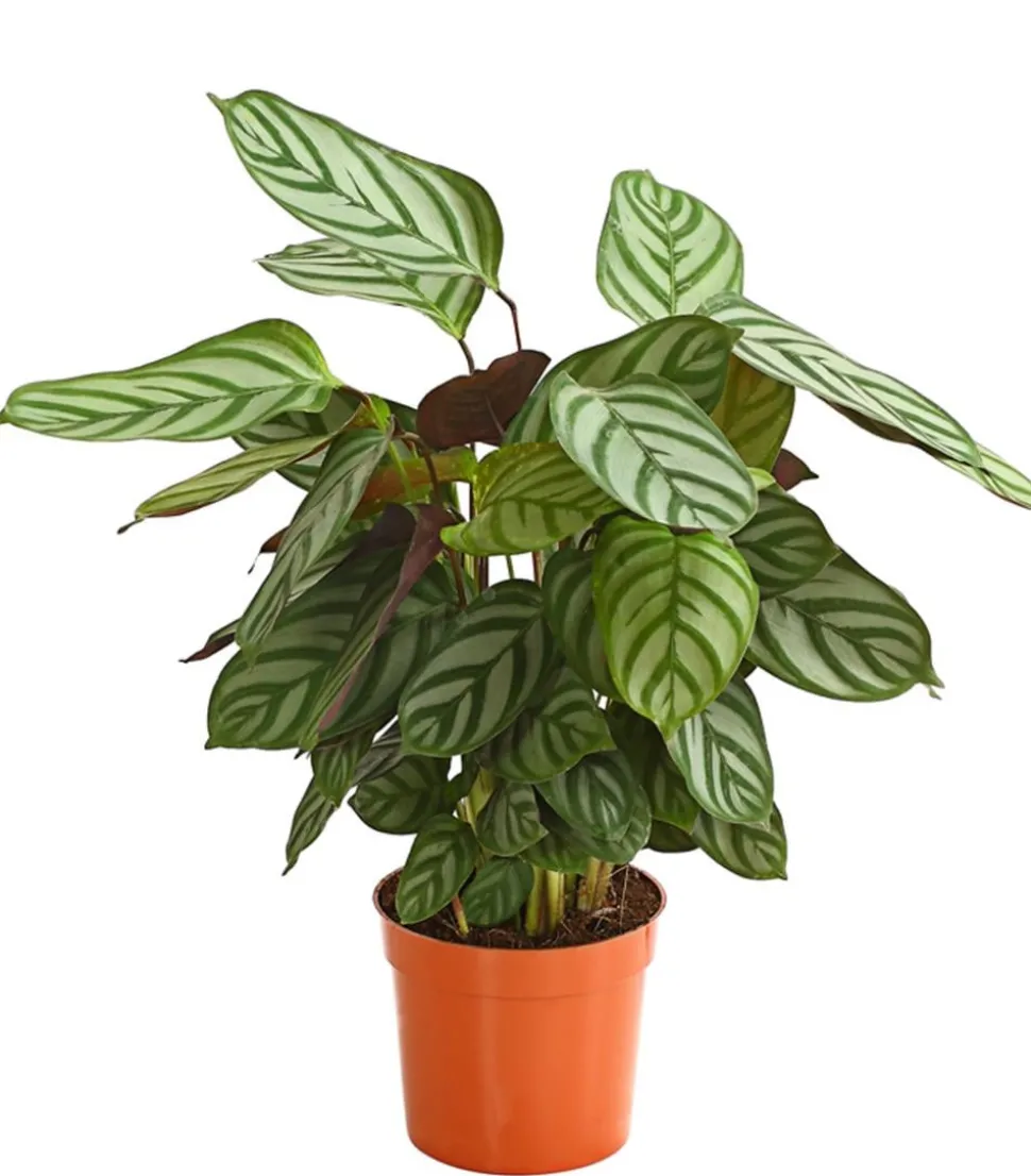 Korbmarante - Calathea cultivars, verschiedene Sorten
