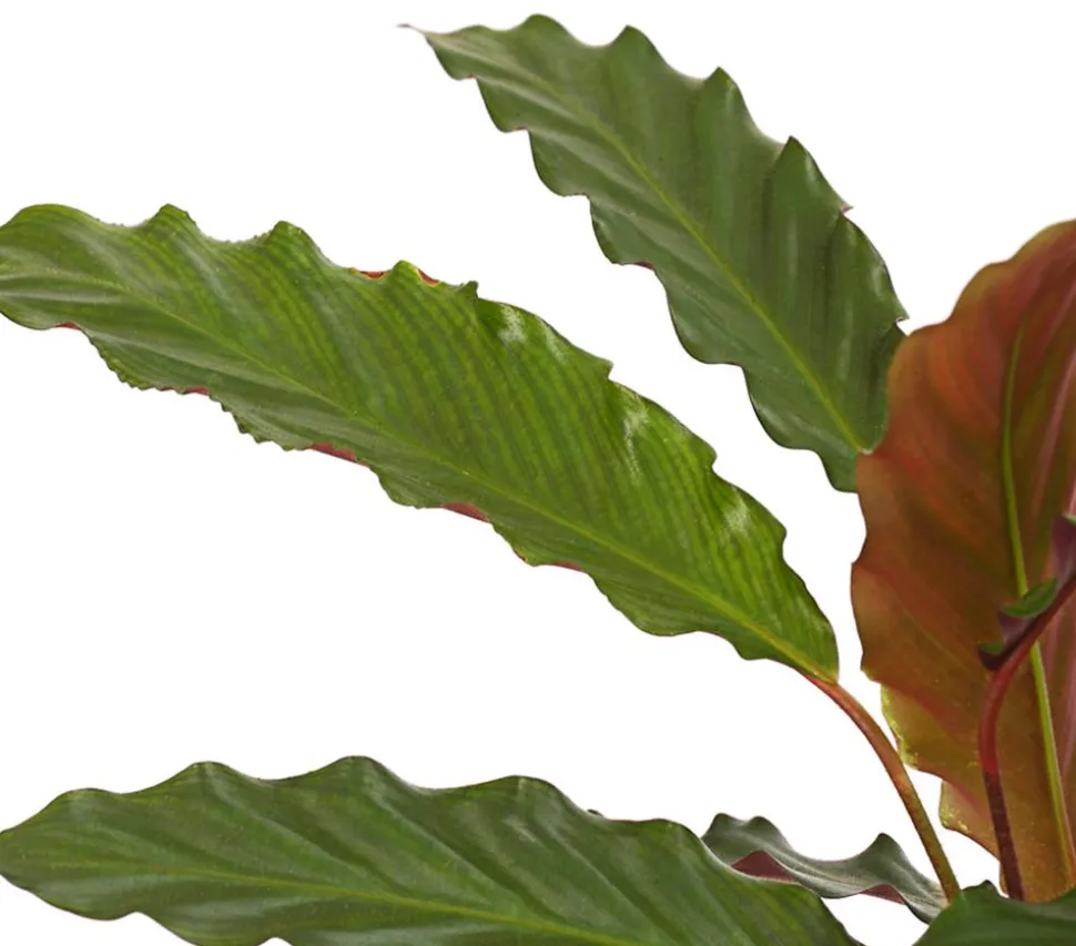 Korbmarante - Calathea cultivars, verschiedene Sorten