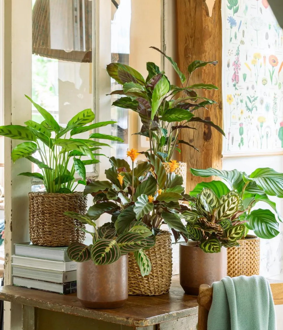 Korbmarante - Calathea makoyana