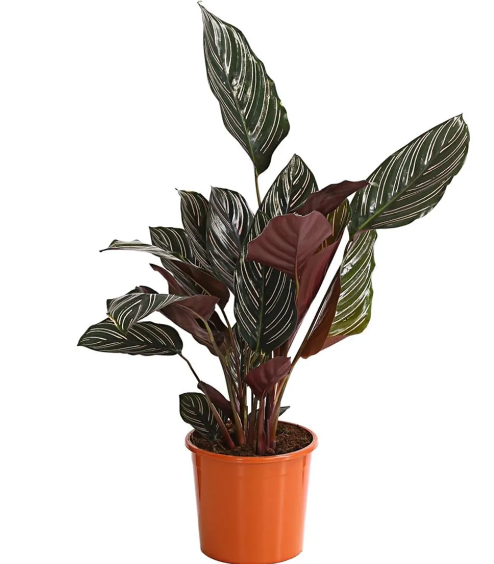 Korbmarante - Calathea ornata