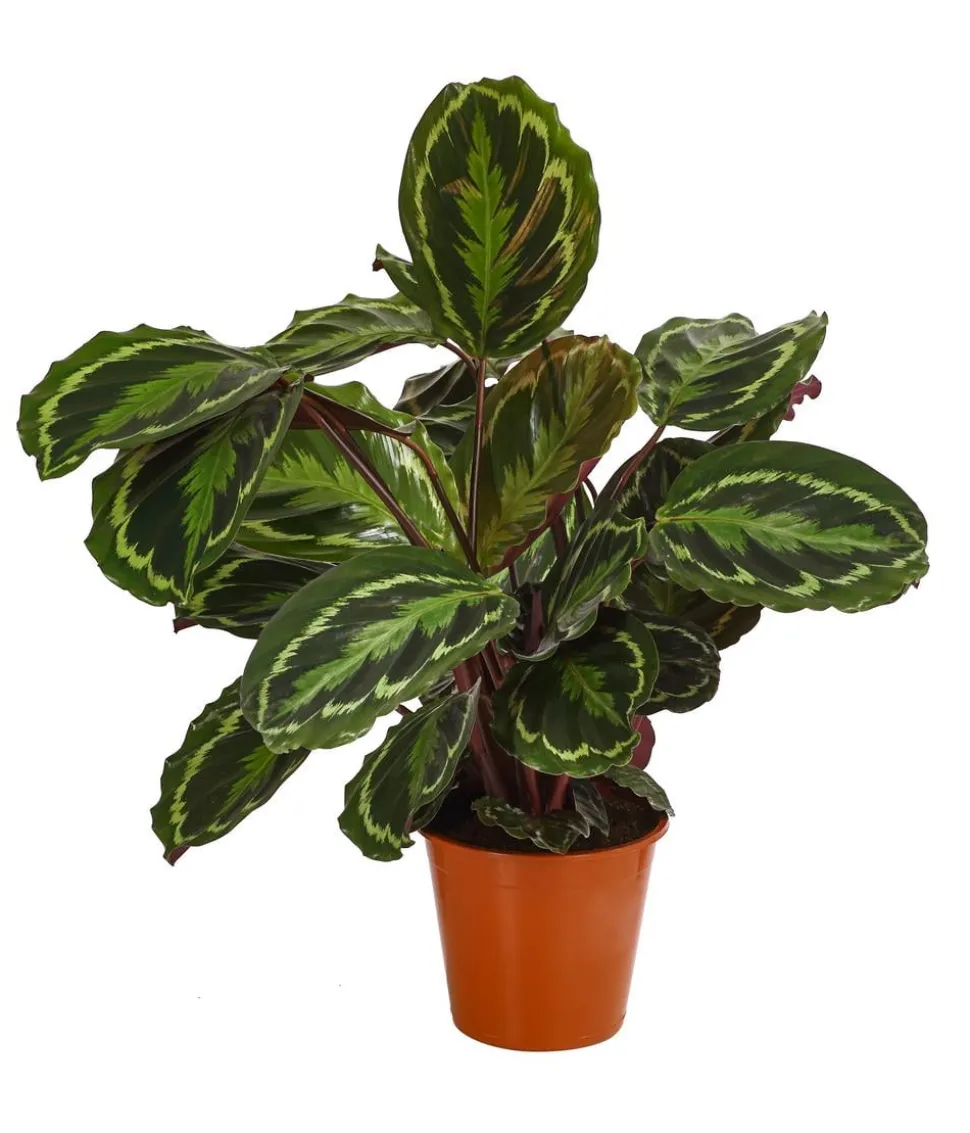 Korbmarante - Calathea roseopicta 'Medaillon'