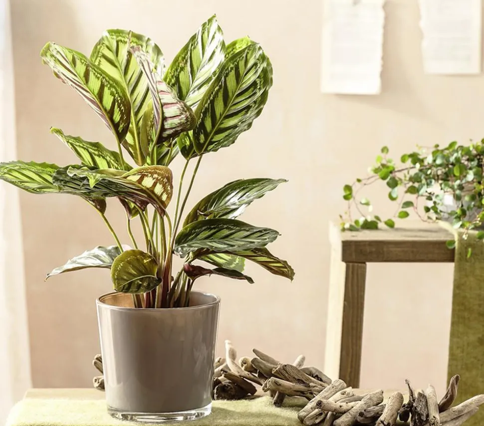 Korbmarante - Calathea roseopicta