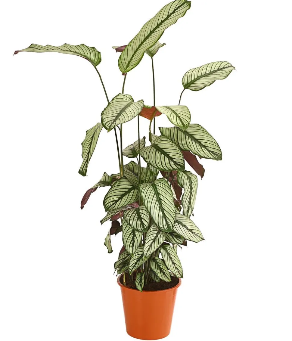 Korbmarante - Calathea 'Whitestar'