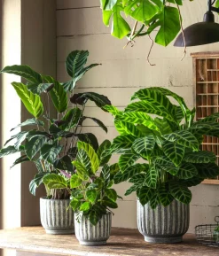 Korbmarante - Calathea zebrina