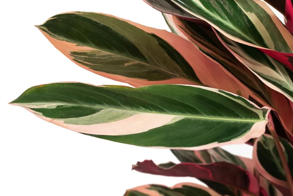 Korbmarante - Strohmanthe sanguinea 'Triostar'