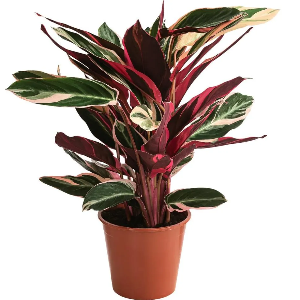 Korbmarante - Strohmanthe sanguinea 'Triostar'