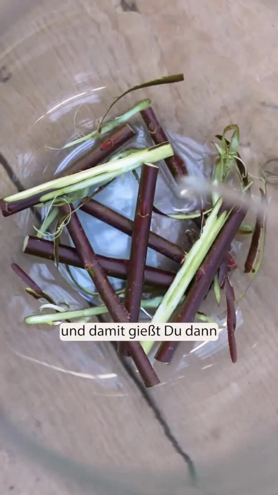 Kätzchen-Weide 'Goldkätzchen', Stamm