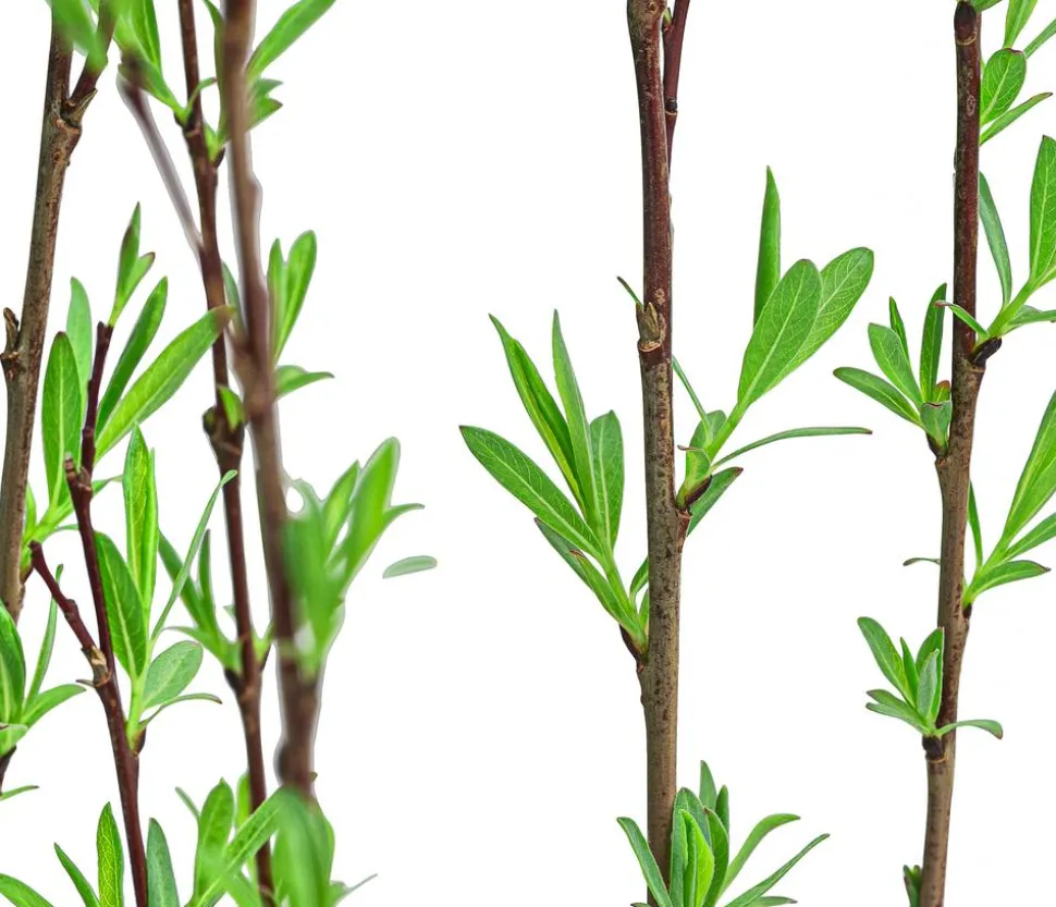 Kugelweide 'Nana'