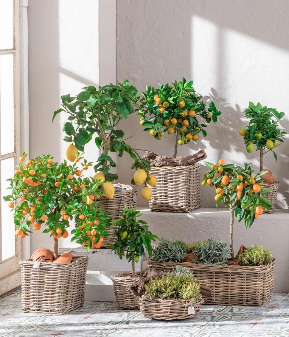 Kumquat