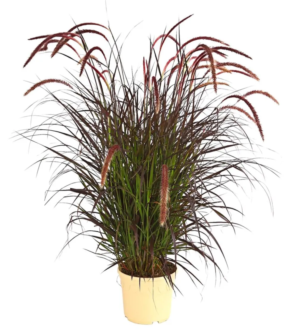 Lampenputzergras 'Chelsea'