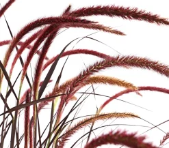 Lampenputzergras 'Chelsea'