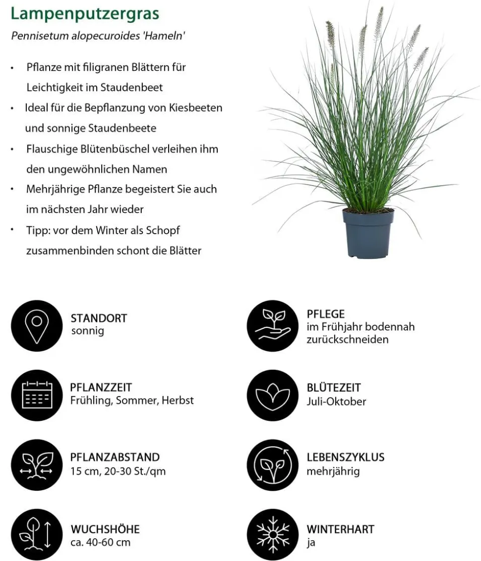 Lampenputzergras 'Hameln'