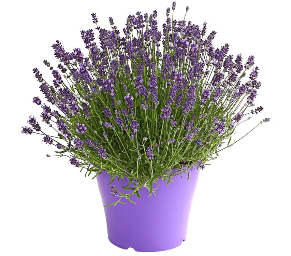 Lavendel
