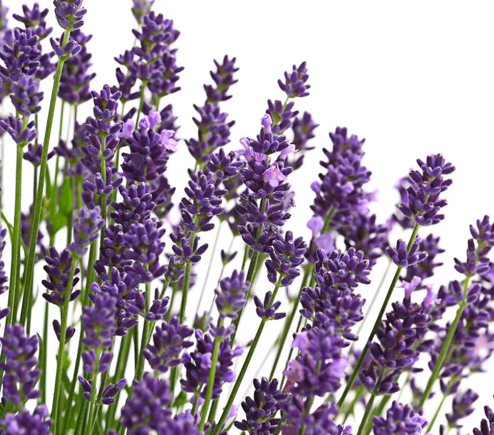 Lavendel